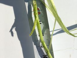 Becva festulolium - Bóly - Csípőtelek 2020. április 22.