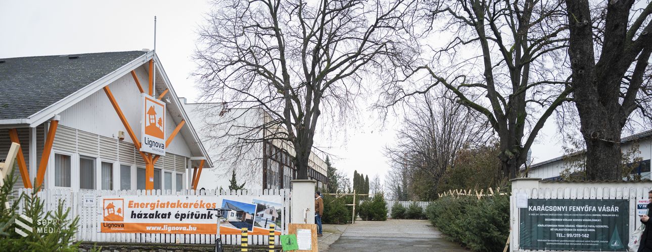 A Nordmann-fenyő továbbra is sláger a karácsonyfák között