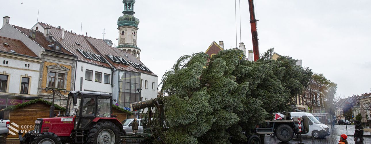 Helyére került Sopron idei karácsonyfája