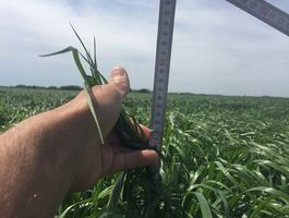 Becva festulolium - Szarvasi Agrár Zrt. 2020. május 11.