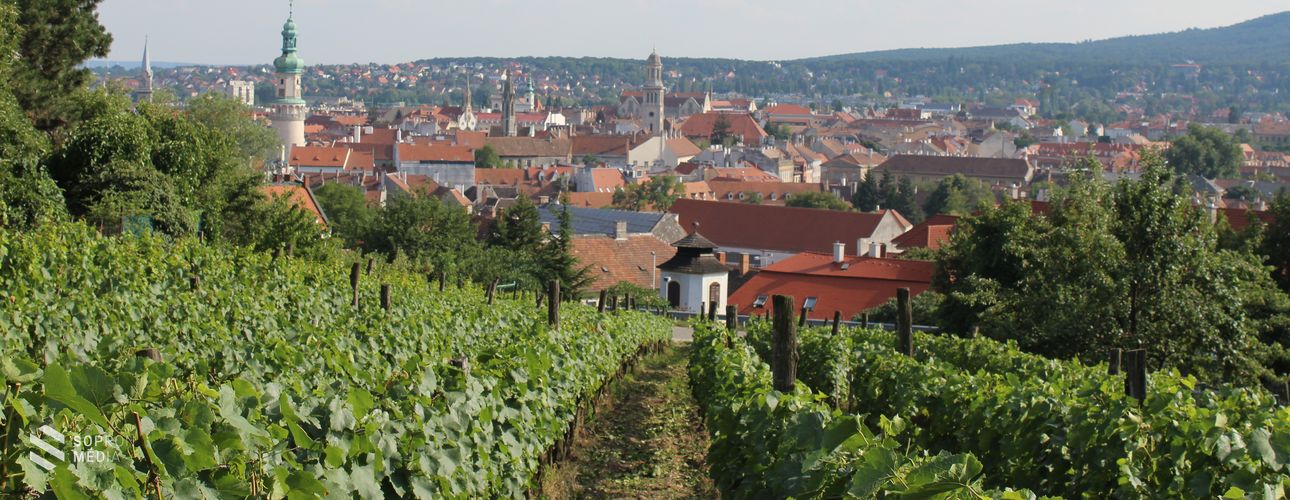 Megtizedelhette az időjárás borvidékünk szőlőtermését is