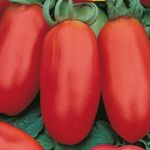 Paradicsom San Marzano 25 g termék képe