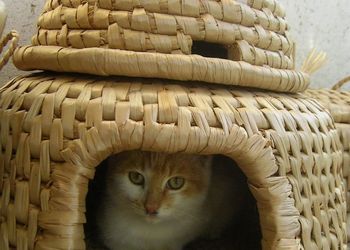 Dózsa Sándor gyékénykötő, Egerlövő