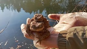 Közel 6800 békán segítettek a Fertő-Hanság Nemzeti Park önkéntesei