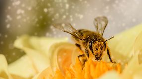 Méhpusztulást okozó gyógyhatású készítményt hívott vissza a Nébih