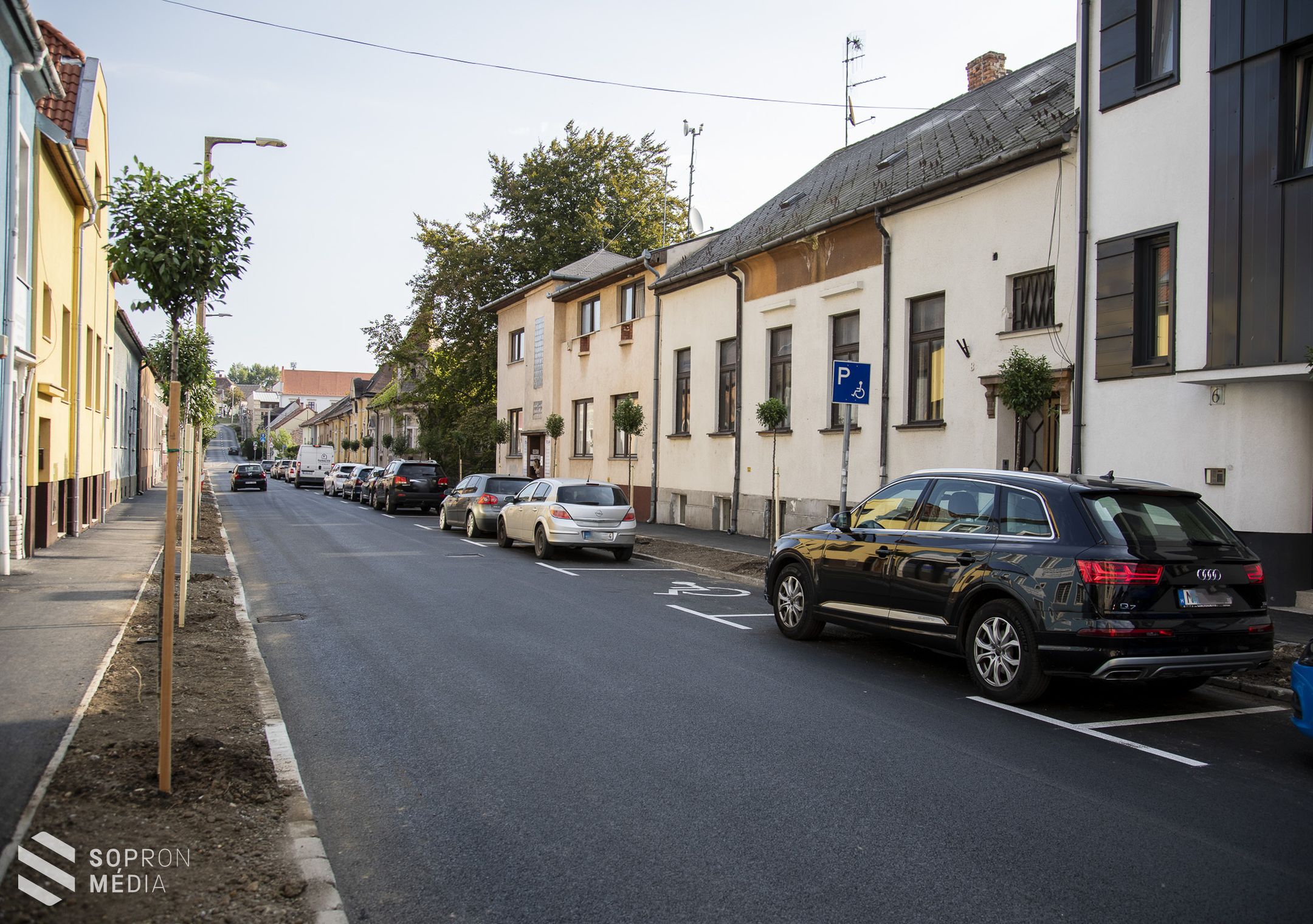 41 darab új fát ültettek a Patak utcában