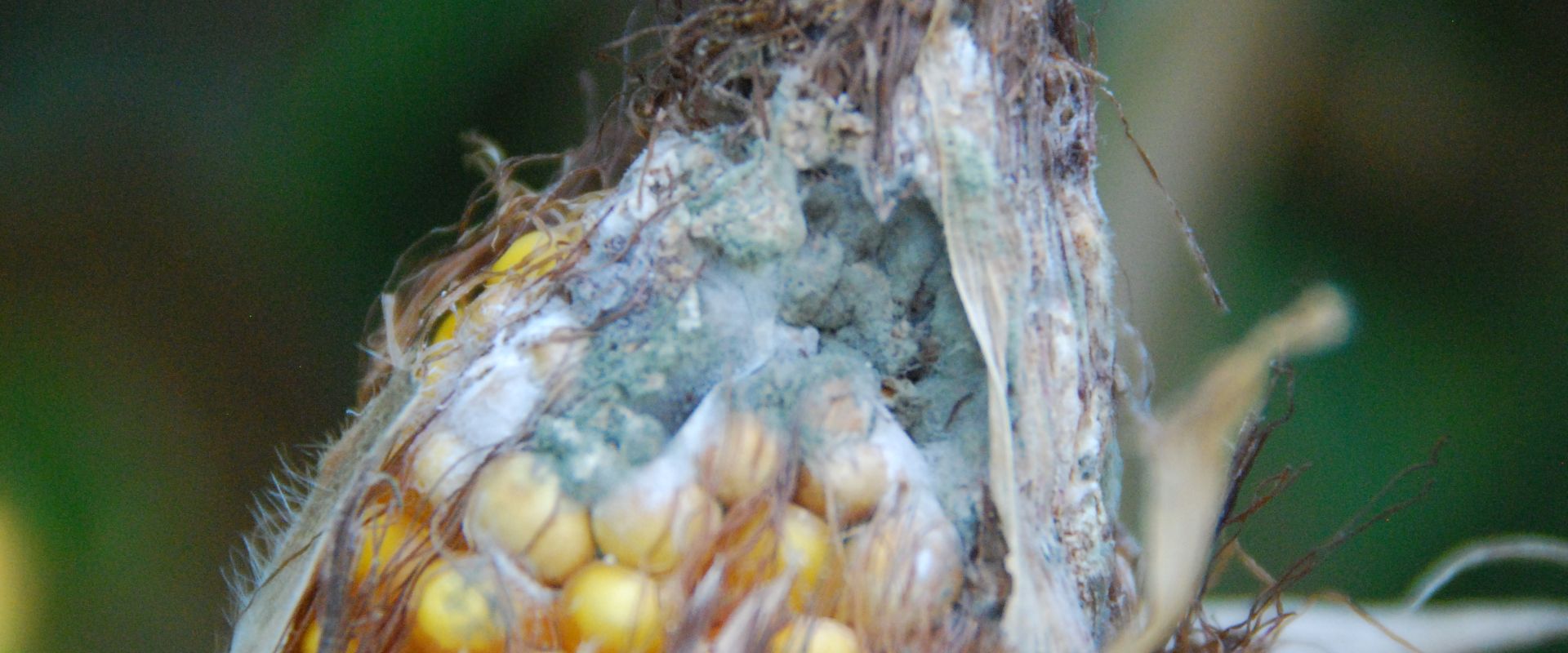 Agrofil-SZMI Kft.