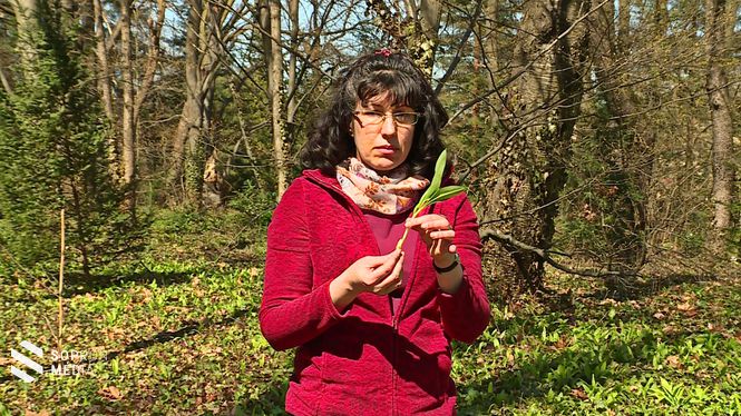 Dr. Csiszár Ágnes, a Soproni Egyetem Erdőmérnöki Kara Növénytani és Természetvédelmi Intézetének docense mutatja a medvehagymát 