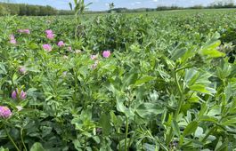 VITALSEED FULL PILLANGÓS 1 lucerna keverék vetőmag