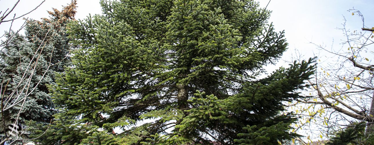 Ez a fenyő lesz a város karácsonyfája idén