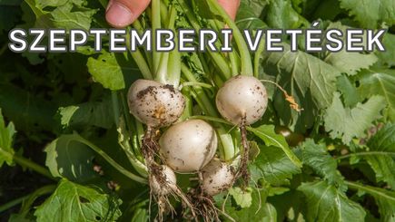 Friss zöldségek őszre - szeptemberi vetések