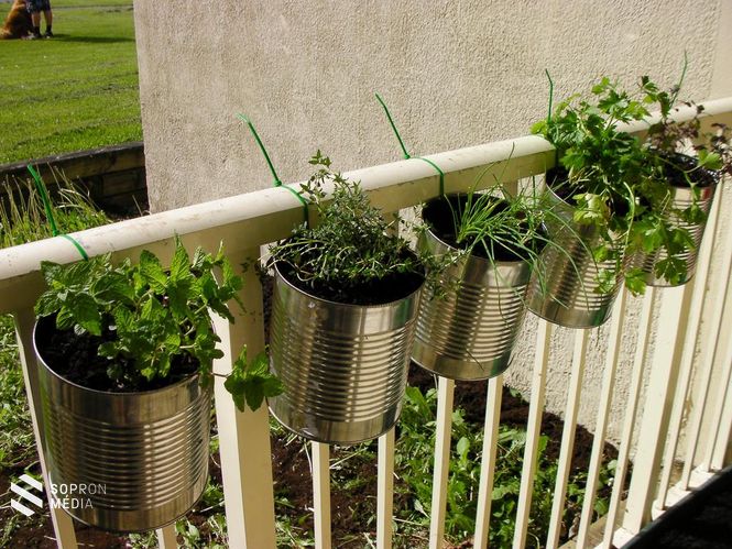 Jó példa az újrahasznosításra: Konzervdoboz és gyorskötöző  segítségével készült kaspók