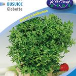 B. Bazsalikom Globette, zöldl. gömb. 1g termék képe