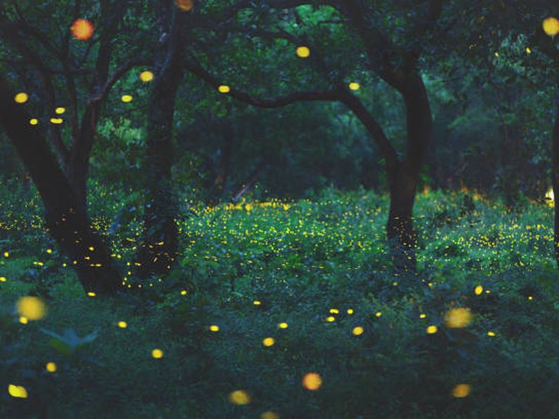 Miről szól a Szent Iván-éj?