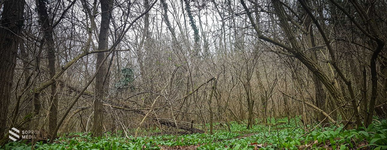 Elkezdődött a medvehagyma szezon Sopron környékén is