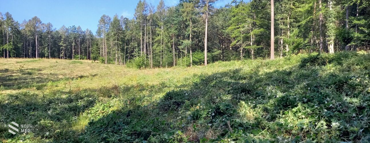 Sok csapadék, több ápolás