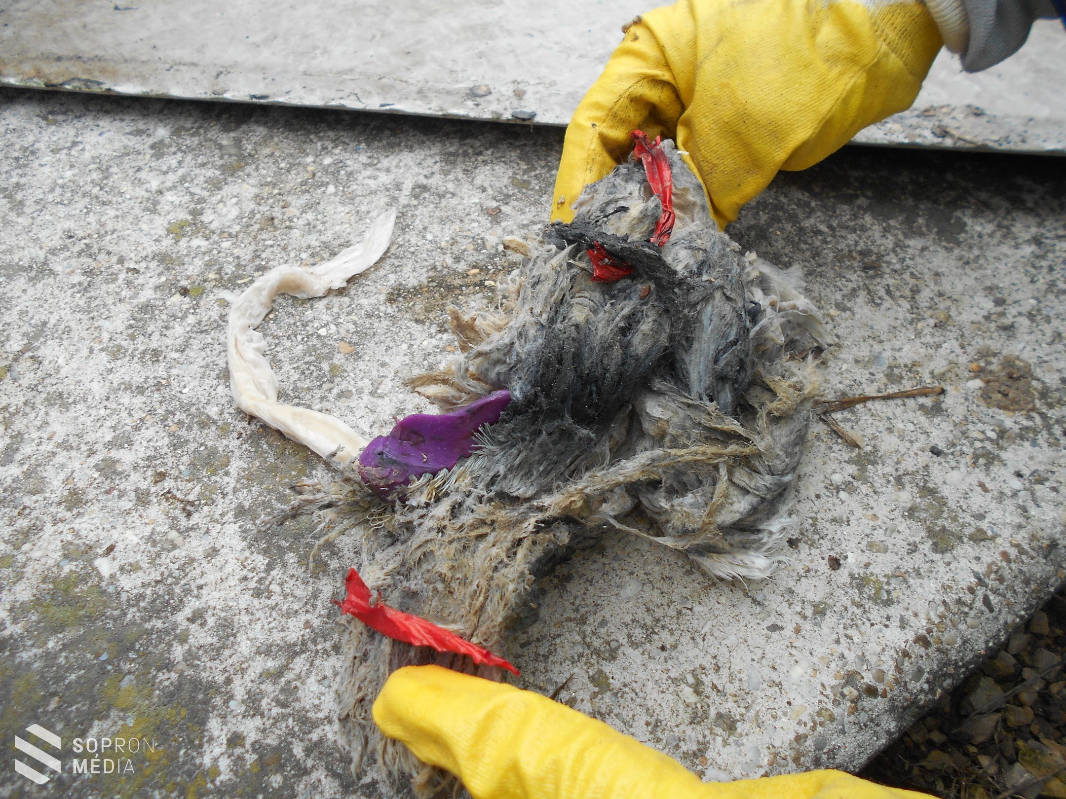 Ezért ne használjuk szemetesnek a lefolyót - Képekkel!