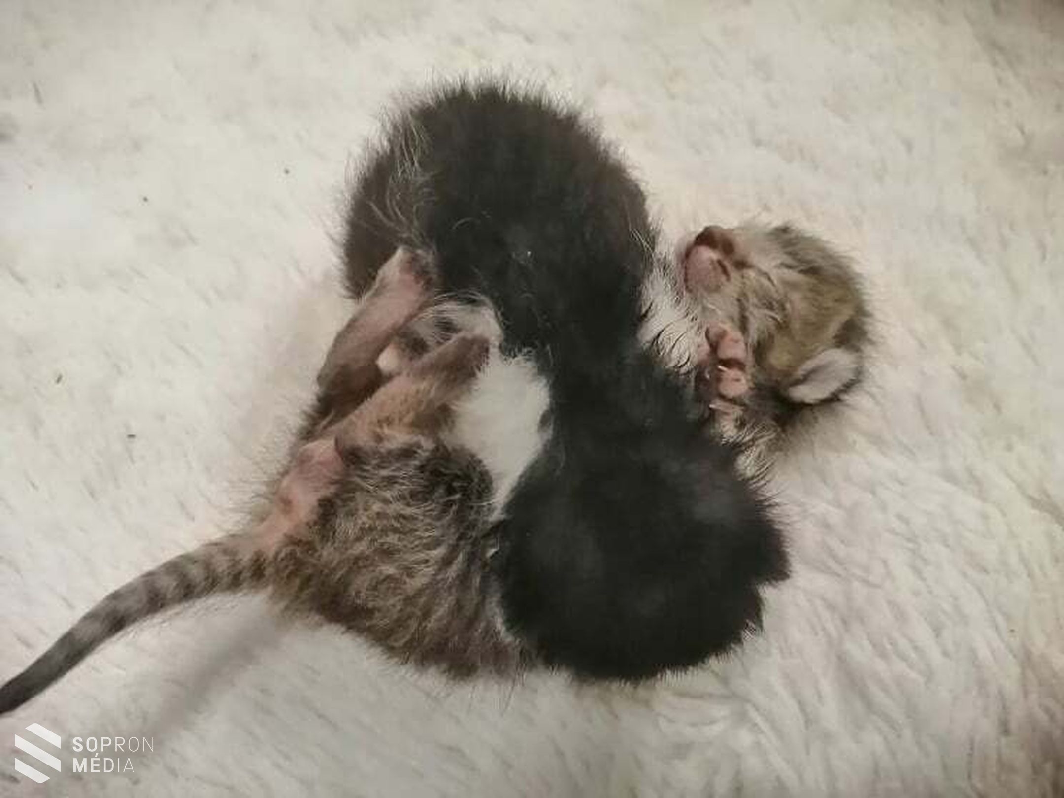 Kukába dobott kölyökmacskát mentettek