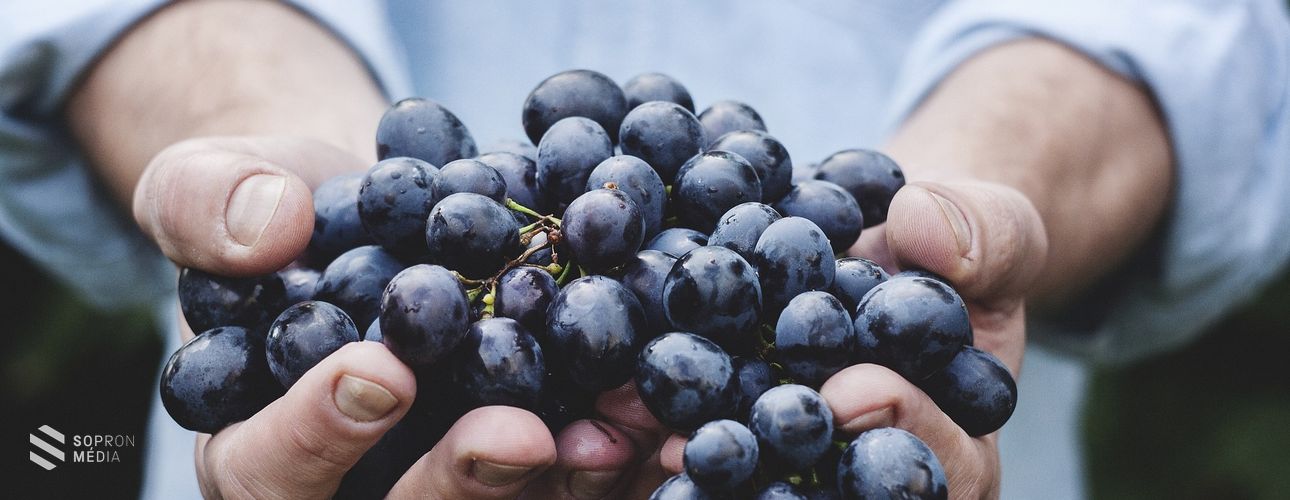 Vissza nem térítendő támogatás a szőlősgazdáknak