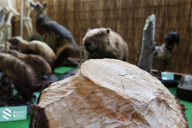 A hódot mesterségesen telepítették be Sopron környékére