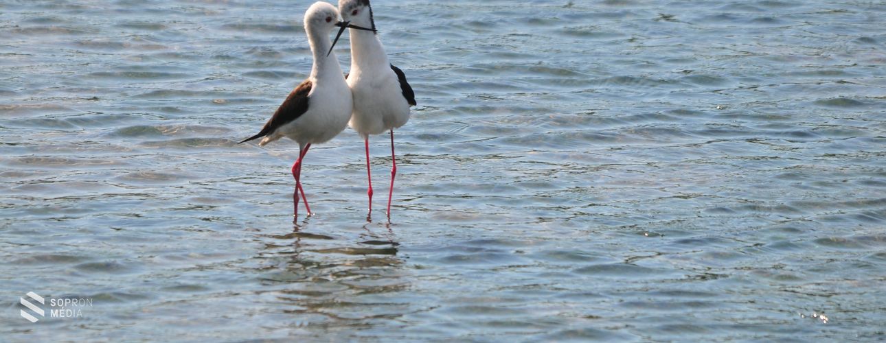 A Fertő-tó különlegességének számító gólyatöcs lett a 2019-es év madara!

