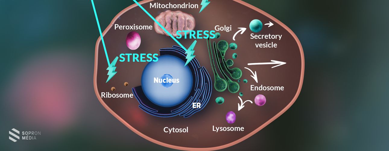 Új magyar gyógyszer segíthet a népbetegségekben szenvedőkön