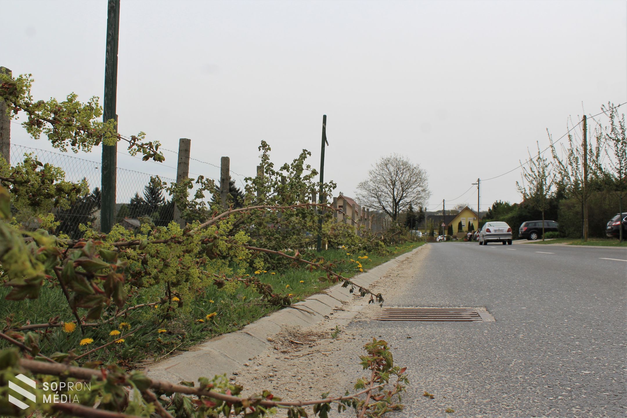 Összesen 51 fát pusztítottak ki a tómalmi városrészben / Nyomravezetői díjat ajánlottak fel! 