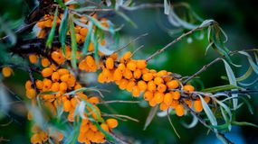 A gyógyító homoktövis