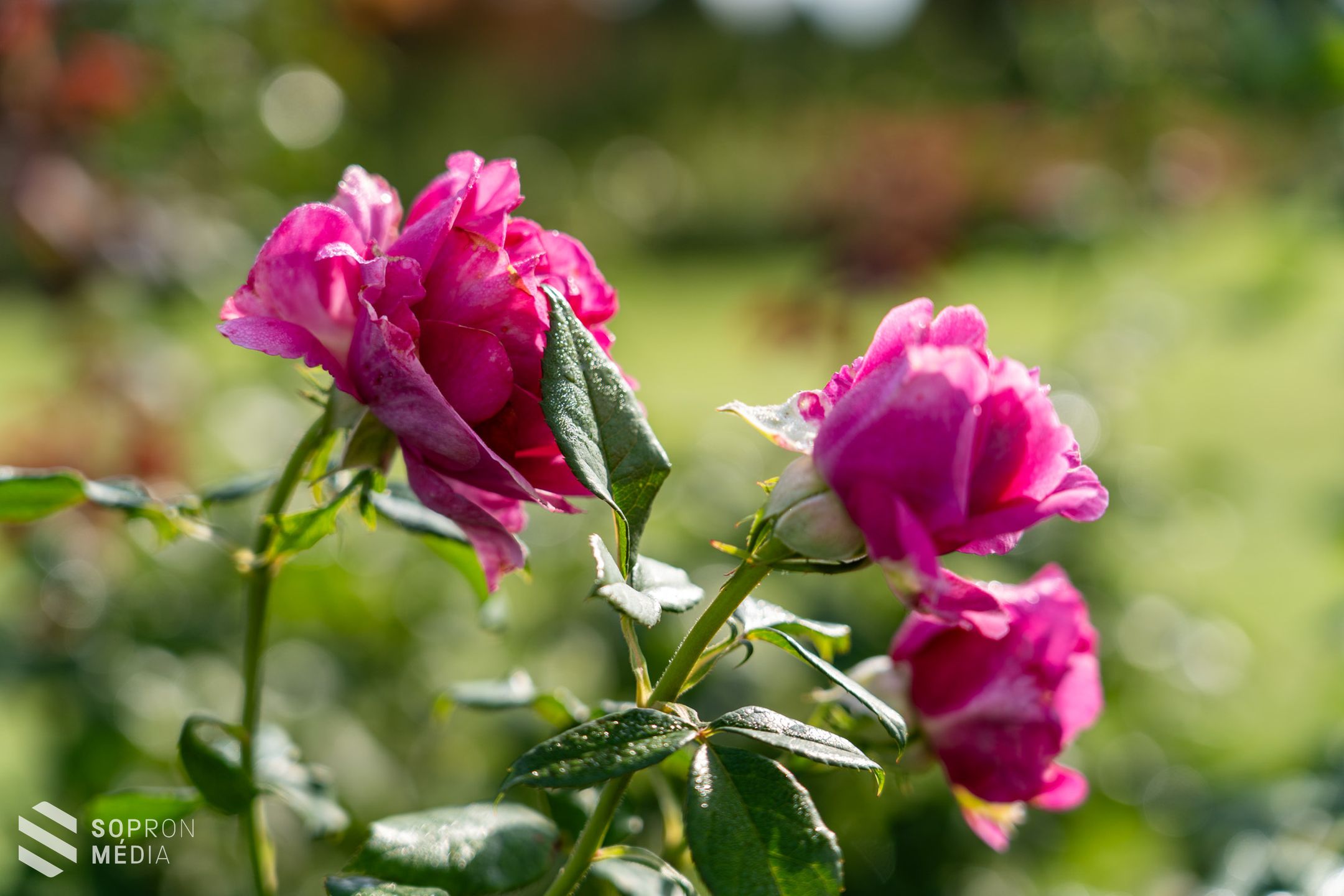 IV. Mőcsényi Mihály Kertművészeti és Kerttörténeti Konferencia