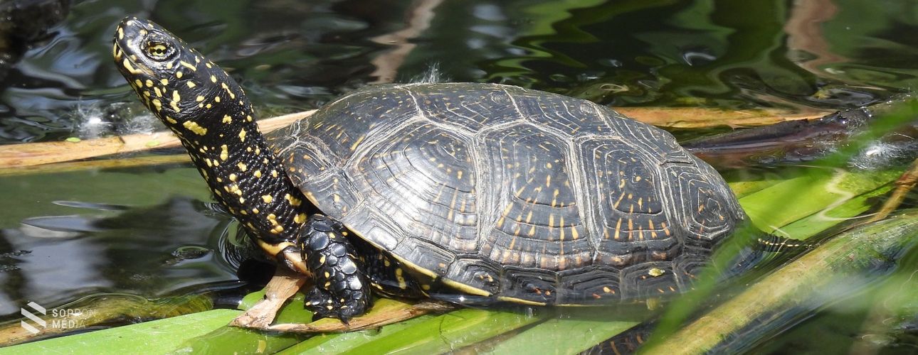 Az úton átkelő teknősökre figyelmeztet az MME!