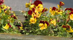 Színesben pompázik a város – Megkezdte a nyári virágosítást a Sopron Holding