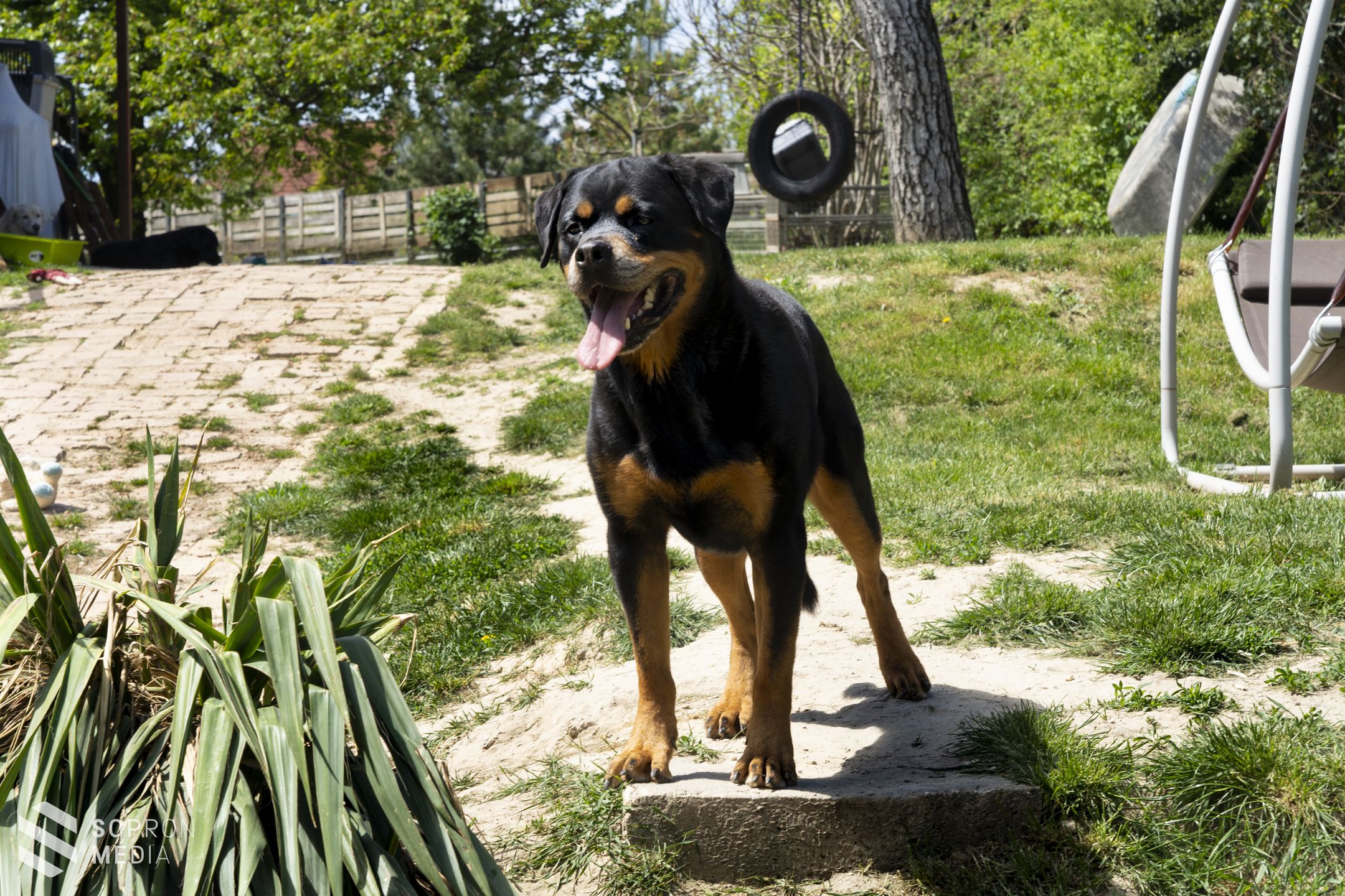 Fontos a házi kedvenceink ivartalanítása