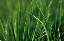 GREENING STANDARD fűkeverék vetőmag