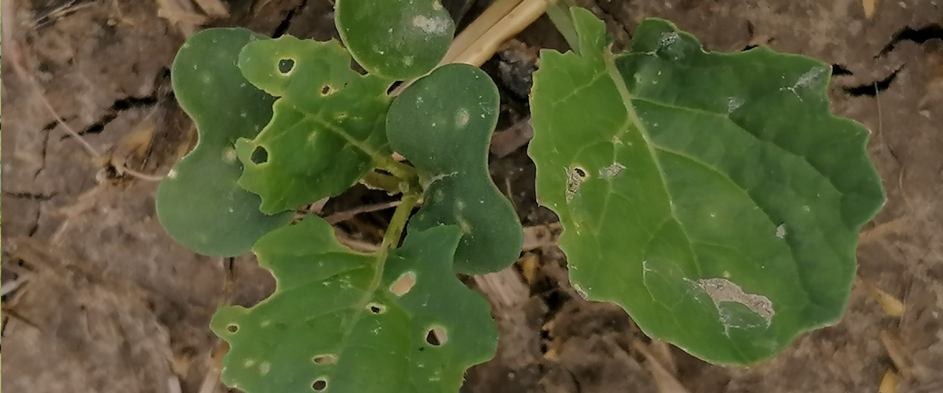 Agrofil-SZMI Kft.