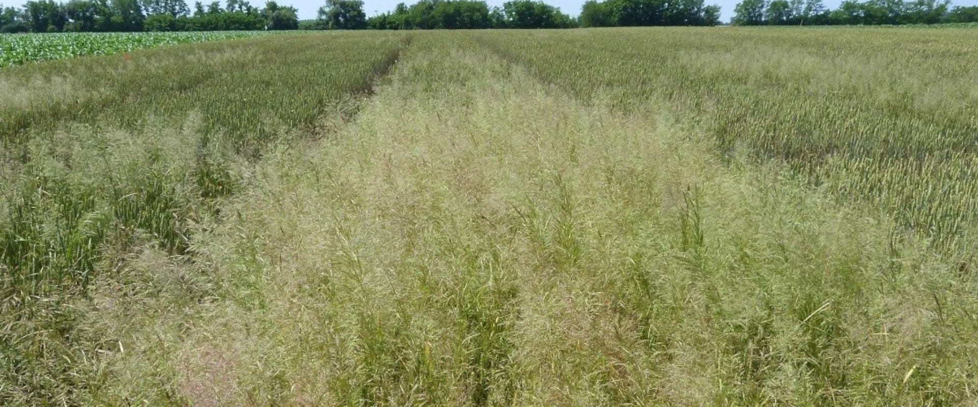 Agrofil-SZMI Kft.