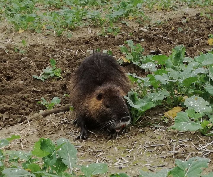 Hódpatkány, mocsári hód, vagyis nutria