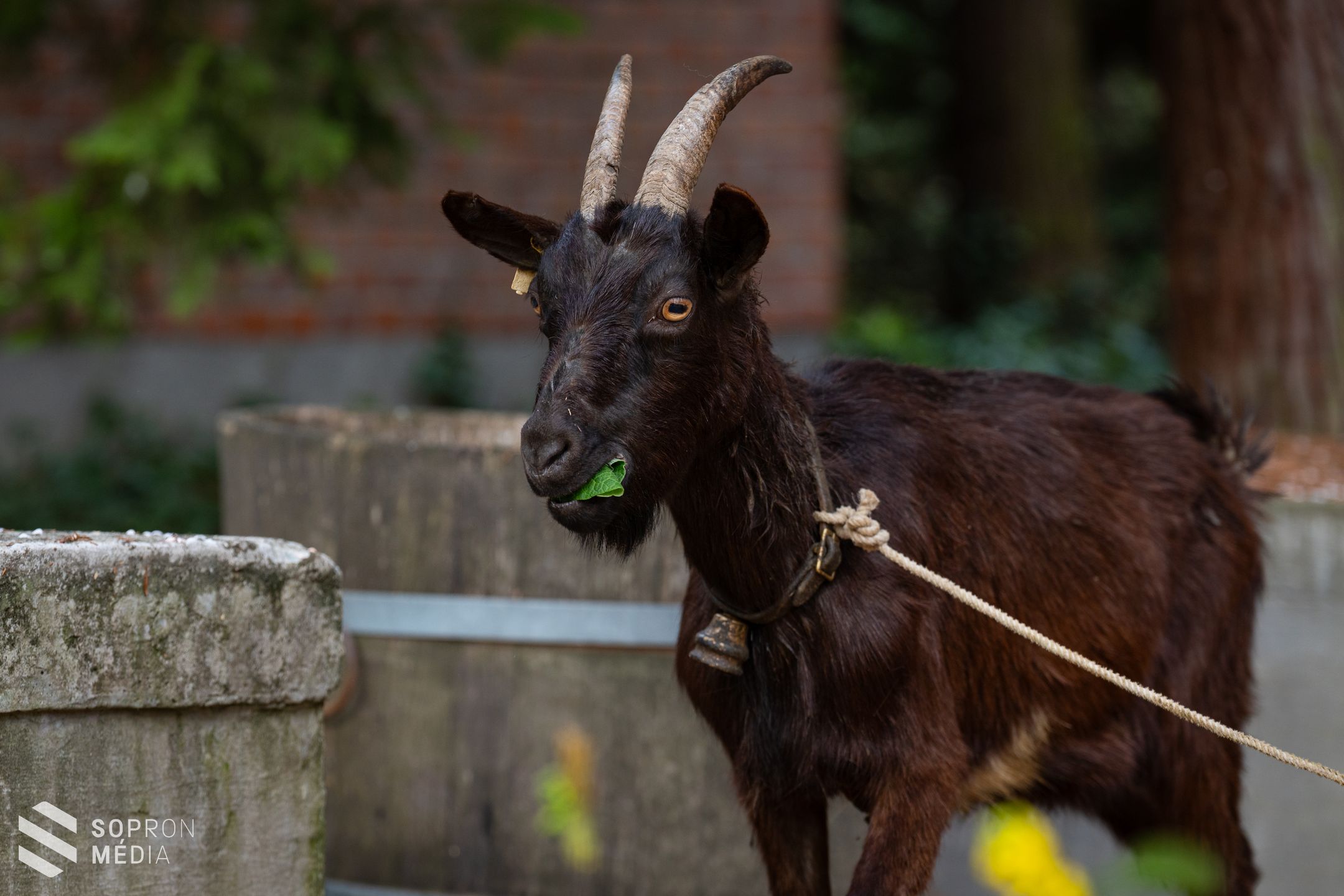 Idén is sokakat csábított a Soproni Egyetem botanikus kertjébe a hagyományos tojáskeresés!