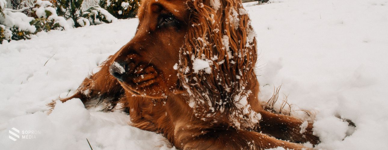 Kutyahideg – segítsük állatainkat a tél átvészelésében