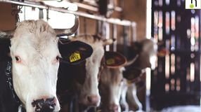 A soproni önkormányzat közleménye a száj- és körömfájás vírussal kapcsolatban