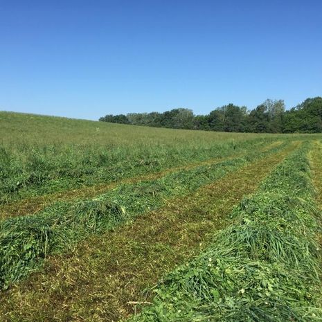 VITALSEED RÉT 2. fűkeverék vetőmag /MEADOWMAX 2/