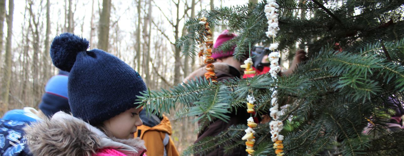 Soproni óvodások díszítették fel a madarak karácsonyfáját
