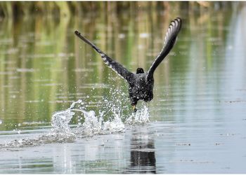 Tisza-tavi Madárrezervátum