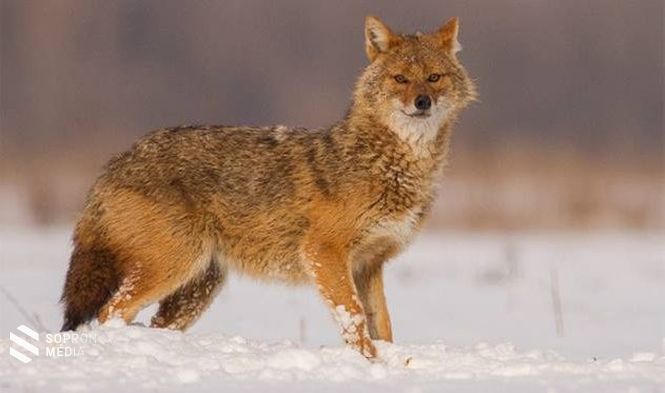 Az aranysakált többen összetévesztik a rókával, valójában több külső jegyük is eltérő