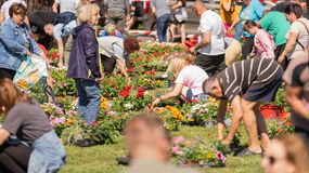 Virágba borul Tómalom - 11000 palánta került a helyiekhez