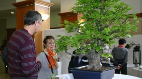 Bonsai és suiseki kiállítás Sopronban