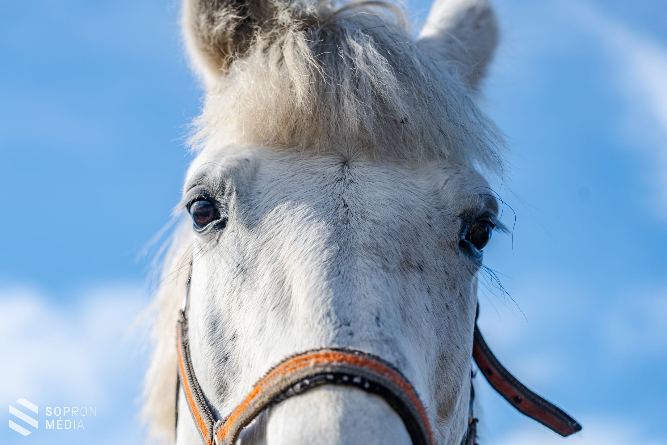 A díjlovaglás több mint hobbi