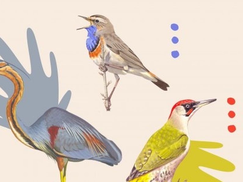 Melyik madár legyen az év madara 2022-ben?