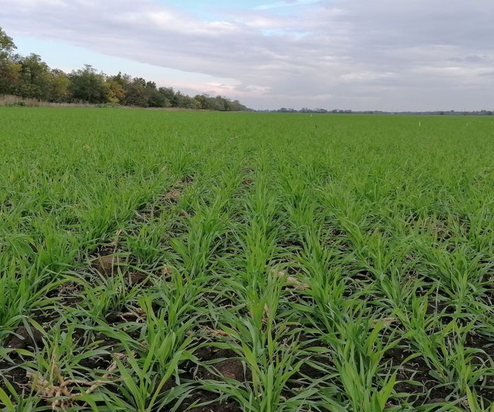 Tudod, hogy fog növekedni a termésmennyiség a vízmegtartó képesség, nitrogén megtartó képesség növelése által?