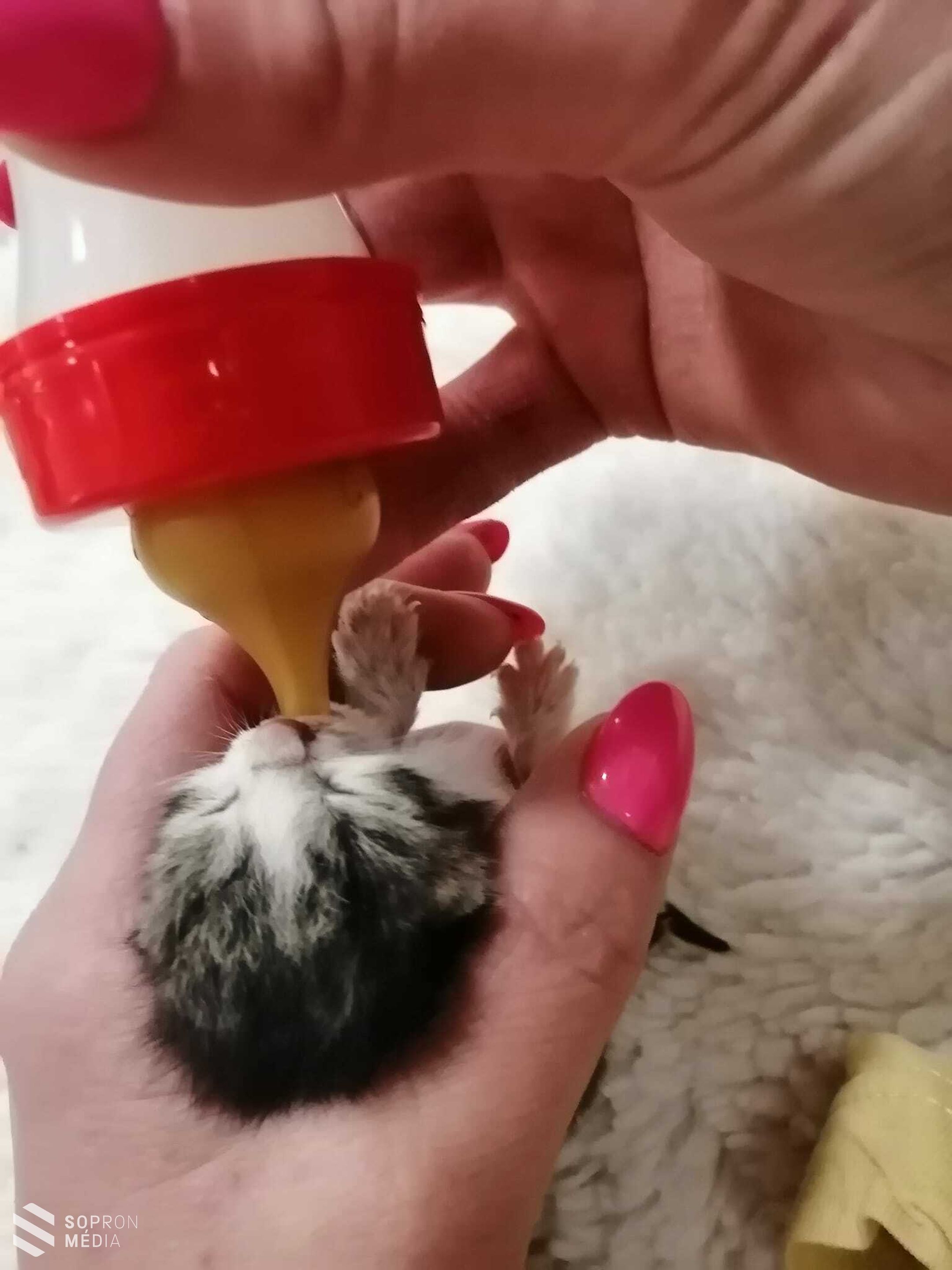 Kukába dobott kölyökmacskát mentettek