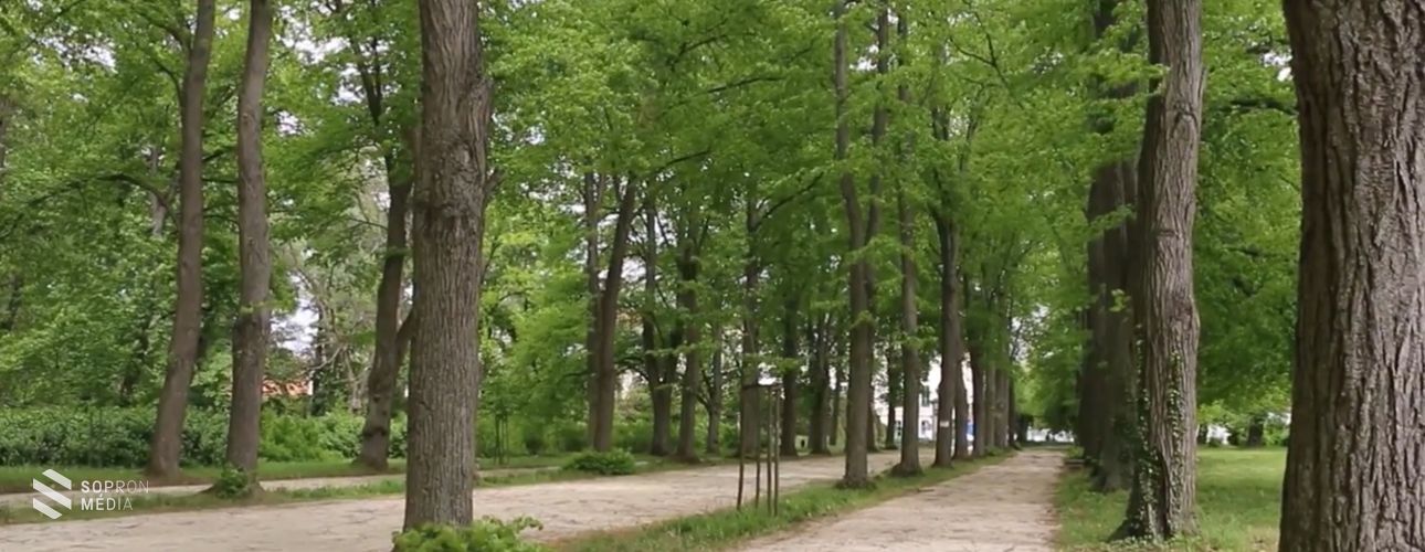 Madarak és fák napja: videó az eszterházai hársfasorról
